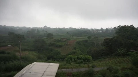 Rice field Stock Footage 105391885