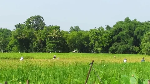 Rice field Stock Footage 106229630