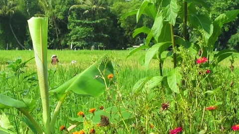 Rice field Stock Footage 106229654