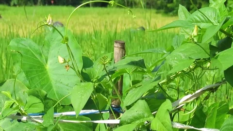 Rice field Stock Footage 106229805