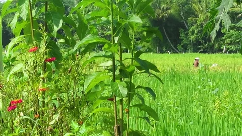 Rice field Stock Footage 106229833