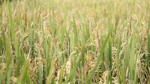 Rice Field Stock Footage 107120208