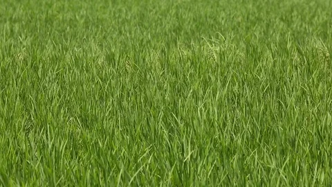 Rice field Video stock 127371727