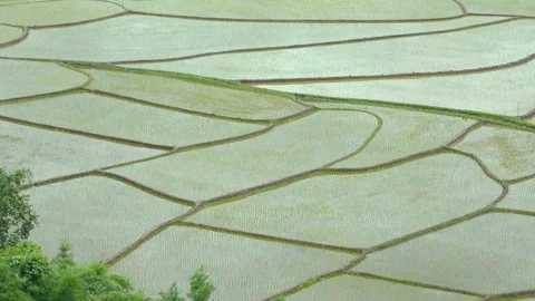 Rice field Stock Footage 130546881