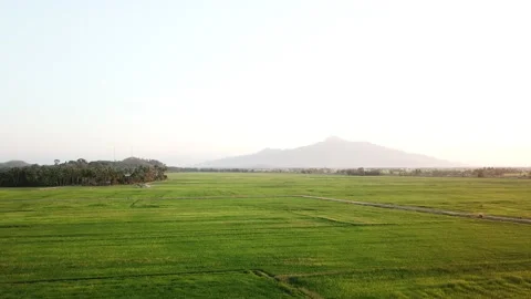 Rice field Stock Footage 130684474