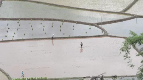 Rice field Stock Footage 130800051