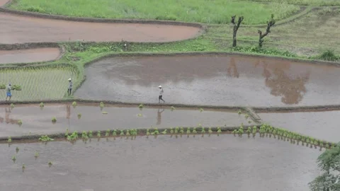 Rice Field Stock Footage 130800187
