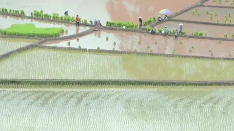 Rice Field Stock Footage 130800261