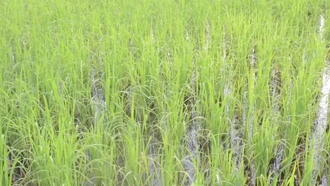 Rice Field Stock Footage 131079822