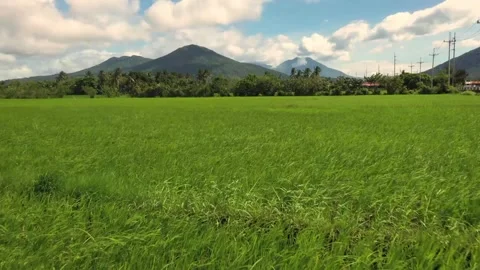 Rice field Stock Footage 132896572