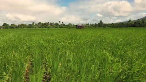 Rice field Stock Footage 132897052