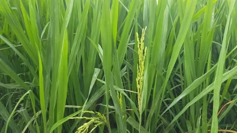 Rice field 動画素材 138147453