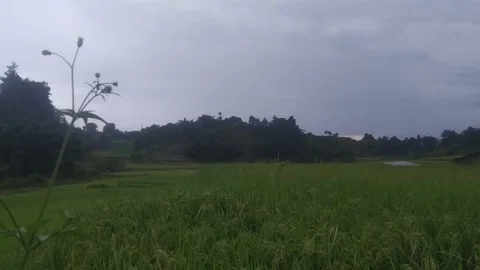 Rice field 動画素材 139686418