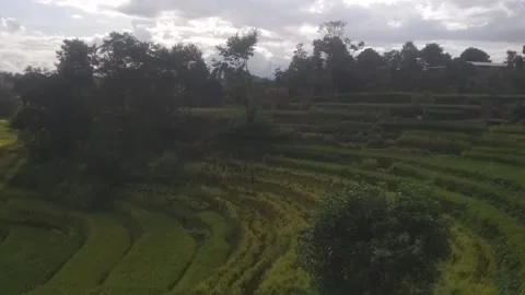 Rice field 動画素材 139924915