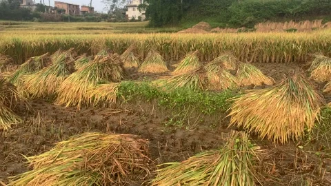 Rice field 動画素材 141732301