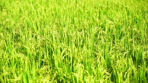 Rice field Stock Footage 142797317