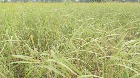 Rice field Stock Footage 144605068
