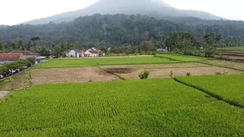 Rice Field Stock Footage 205212023