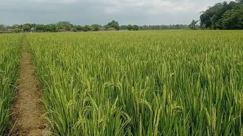 Rice field Stock Footage 205255740
