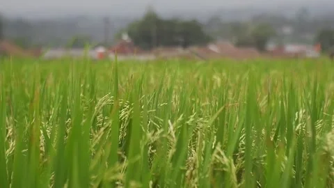 Rice Field Stock Footage 224216866