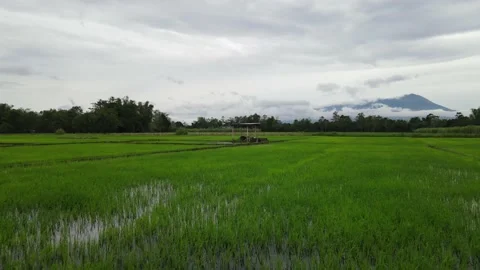 Rice field Stock Footage 233148890