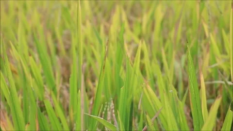 Rice field Stock Footage 242378326