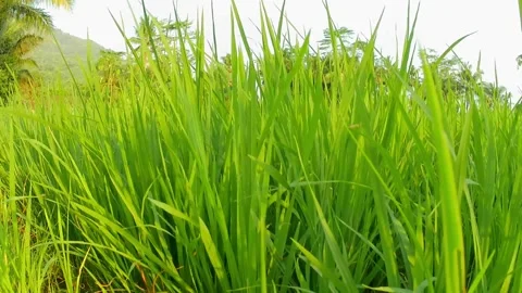 Rice field 스톡 동영상 242525812