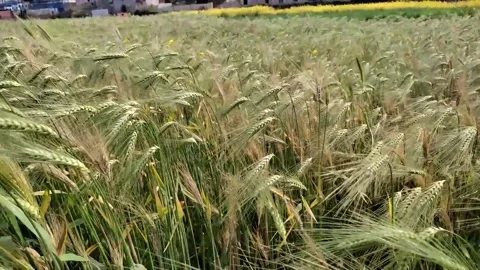 Rice field Video stock 276892009