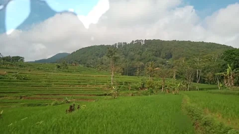 Rice field Stock Footage 278973933