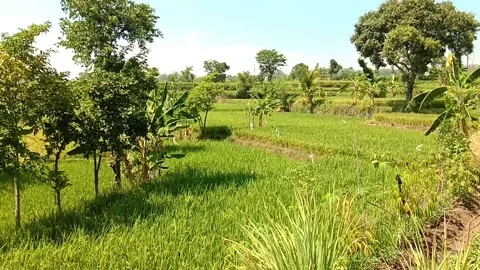 Rice field Stock Footage 283543809