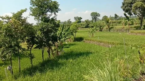 Rice field Stock Footage 283543893