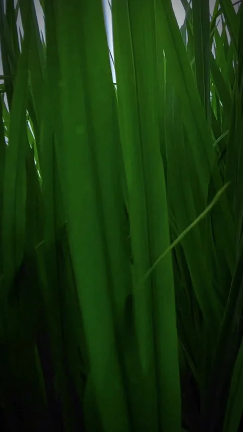 Rice field Stock Footage 287499232