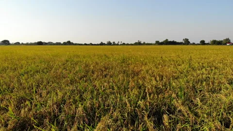 Rice field 스톡 동영상 290254886