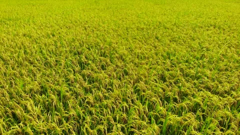 Rice field Vidéo 290476707