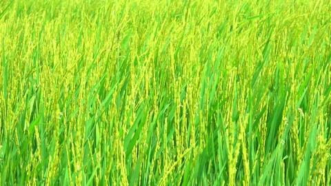 Rice field 스톡 동영상 291301023