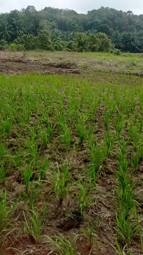 Rice field Stock Footage 292201900