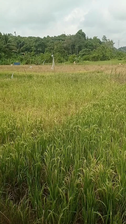 Rice field Stock Footage 292201908