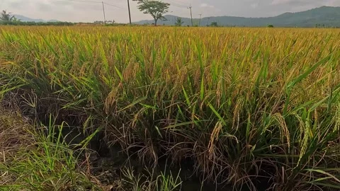 Rice field Stock Footage 293068644