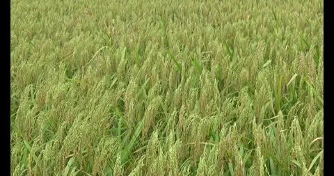 Rice in the field Stock Footage 293268543
