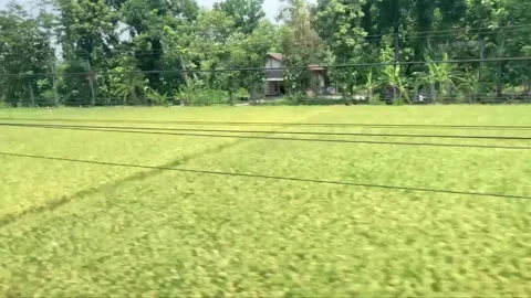 Rice Field Stock Footage 306714077