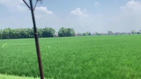 Rice Field Stock Footage 306714085