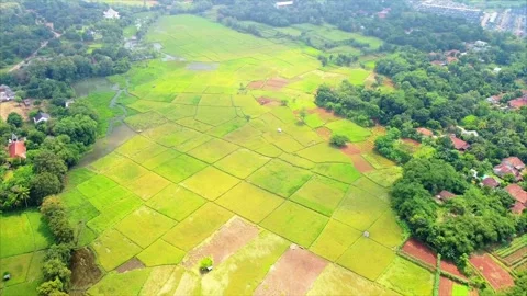 Rice field Video stock 310413400