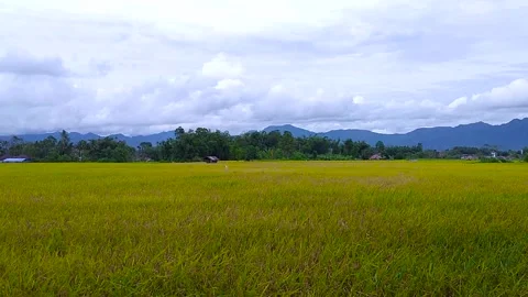 Rice field Stock Footage 312907342