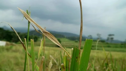 Rice field Stock-Footage 331666073