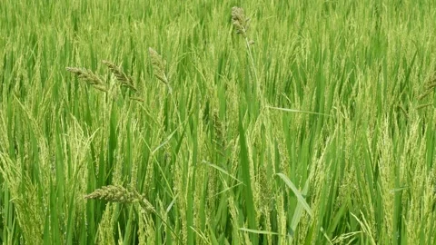 Rice Field Stock Footage 333961797