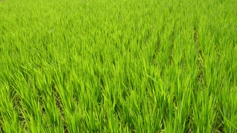 Rice field 库存影片 333990339