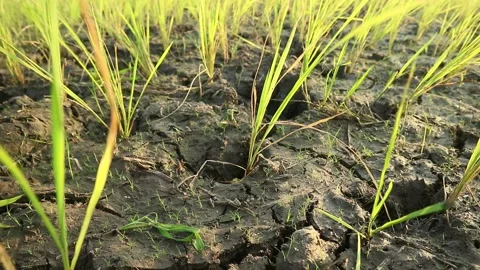 Rice field Stock Footage 338027098