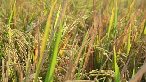 Rice field Stock Footage 340114432