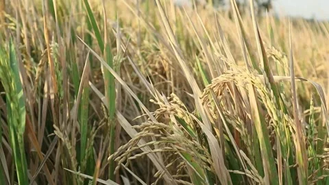 Rice field Stock Footage 340235006