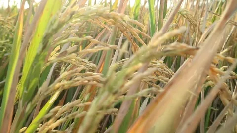 Rice field Stock Footage 340235007